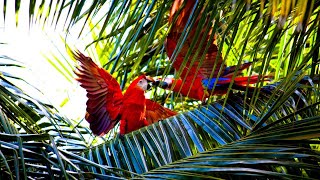 বাতাসের পাম বনে গ্রীষ্মমন্ডলীয় পাখি 10 ঘন্টা রেইনফরেস্ট জঙ্গলের বহিরাগত পাখির চিপ ছিপ ছিপ ছোঁয়া