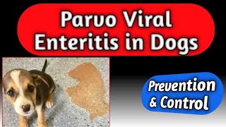 Canine parvo viral enteritis| Parvo Virus | Gastritis|