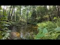 the soothing sound of the river and the healing powers of nature in early autumn