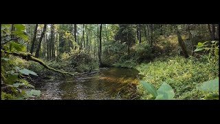 The soothing sound of the river and the healing powers of nature in early autumn