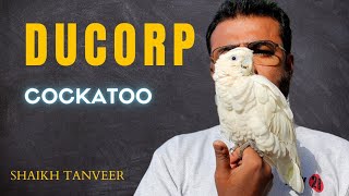 Ducorp Cockatoo | Solomon Cockatoo only @Shaikh.tanveer