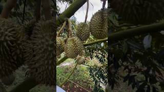 Durian farm- 榴莲来了