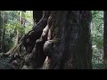 yakushima japan 4k ultra hd 屋久島