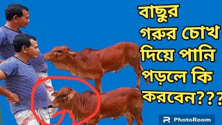 @BabyCow বাছুর গরুর চোখ দিয়ে পানি পড়লে কি করবেন || baby cow er chok dia pani porle ki korben ||