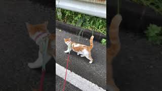 猫の散歩 #shorts #猫 #ねこ