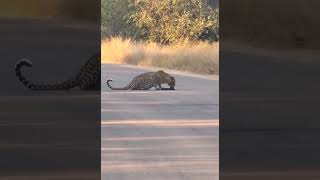 Beautiful cheetah #animal #sigma #bird #lion #lionpride #cockatoobird #viral #elephant #savelions