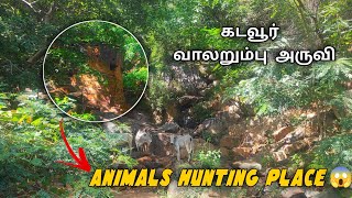 Animals Hunting place 😱 | கடவூர் வாலறும்பு அருவி | Vaalarumbu Falls | @Nandhurider9274 #trending