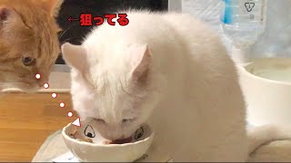 高齢猫ゴンしゃんの食事を狙うタン君/黒猫ルイちゃんの甘えん坊