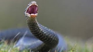 Deaf Adder Snakes