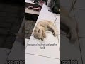 (dubbing kucing tik tok) obat tidur !!!