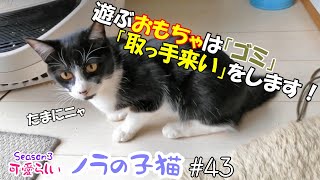 【白黒ハチワレ猫】大好きな「おもちゃはゴミ」！生後9ケ月になり増々元気！😊　可愛らしい「ノラの子猫」Season3 #43