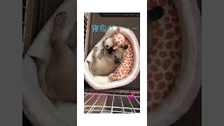 かわいい寝息　#shorts #pug #dog #cute #snore #パグ #犬 #かわいい #いびき