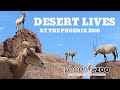 Desert Lives at the Phoenix Zoo | Exhibit Tours Ep. 44