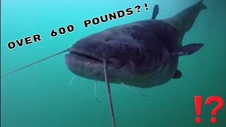 LARGEST FRESHWATER FISH IN EUROPE!? WELS CATFISH