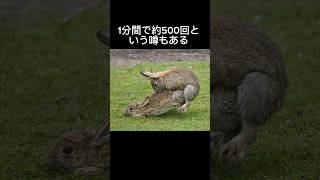 うさぎのおもしろ雑学【動物雑学】　#shorts