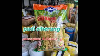 Padi ciherang benih terbaik