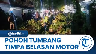 Hujan Lebat, Pohon Tumbang di Denpasar, Belasan Motor Tertimpa Pohon