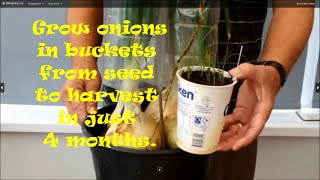 Grow onions from seed to harvest in just 4 months. Started in yogurt pots grown on in a small bucket