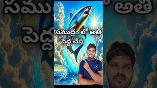 సముద్రం లో అతి  పెద్ద చేప #shorts #facts #telugushorts