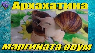 Гигантская улитка архахатина маргината овум. Archachatina marginata ovum