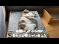 【天使すぎる猫】姉弟猫の朝の寝顔が可愛過ぎました