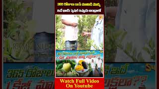 365 రోజులు కాసే మామిడి మొక్క: 365 Days Mango Plantation  #mango #ramkinursery #kadiyamnursery