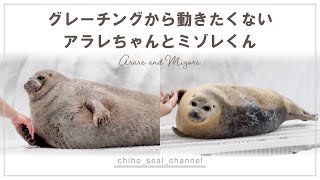 【まるすぎるアザラシ】グレーチングから動きたくないアラレちゃんとミゾレくん（Ringed seal / Arare and Mizore）