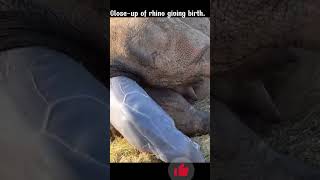 Close-up of rhino giving birth.#shorts 112