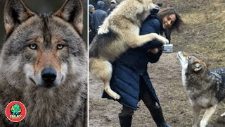 Unbelievable Wolf Facts You Never Knew Before | Wolves Fun Facts