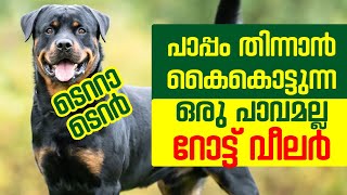 പാപ്പം  തിന്നാൻ കൈകൊട്ടുന്ന ഒരു പാവമല്ല ഞാൻ || റോട്ട് വീലർ പുലിക്കും മേലെ