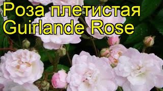 Роза плетистая гирлянд розе. Краткий обзор, описание характеристик Guirlande Rose