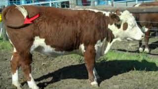 How To Select Beef Cattle