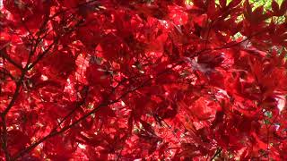 静岡県小国神社の紅葉２０１７年１１月２６日 Autumn Leaves at Okuni Shrine, Shizuoka, Japan 26/Nov/2017