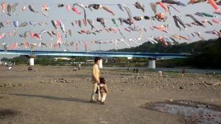 泳げ鯉のぼり相模川２