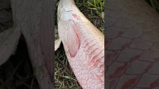 Giant Arapaima Fish In The World #shorts