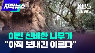 [자막뉴스] 제주 500살된 신성한 천연기념물 \