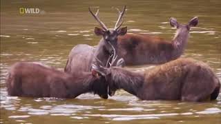 Wildlife Animal National Geographic Documentary 2019