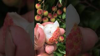 বাংলাদেশের সবচেয়ে ভালো লিচু চায়না থ্রি | The best lychees in Bangladesh are China 3 #china lychees