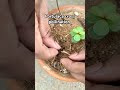 how to do cross pollination in portulaca flowers gardening portulaca plants crosspollination