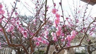 堺市都市緑化センターの紅梅・白梅（２０１８年２月１２日）