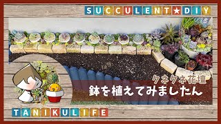 【多肉植物】クネクネ花壇｜鉢をお引越しぃ｜《おまけ》夕映え通信【succulent】