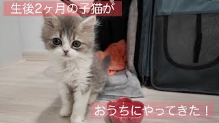 【お迎え初日】生後2ヶ月の子猫を家族に！（立ち耳スコティッシュフォールド）