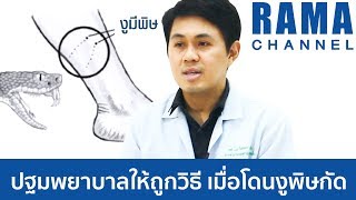 โดนงูกัด ปฐมพยาบาลอย่างไรให้ถูกวิธี #วิธีรับมือกับเหตุฉุกเฉิน #รามาแชนแนล