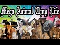 MEGA THUG LIFE ANIMALS 1 - LONG COMPILATION! 2016