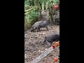 mummy visayan warty pig annoyed at her piglets ywp itsastakesything shorts