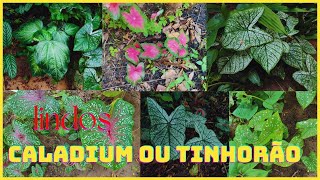 CALADIUM: beleza e benefício para o seu jardim | 10 dicas de cultivo