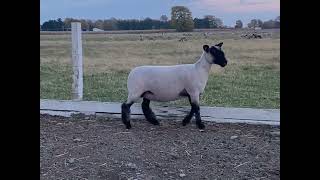 Stillwell Premier Bred Ewe Lot 31 - S1968