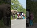 Don't stop the vehicle in front of an elephant #elephantattack #wildelephants #elephant