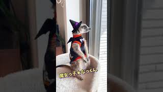 魔女っ子★なっくん／警備中／もうすぐハロウィン／今年はどうする？／#meerkat #halloween #shorts#ミーアキャット