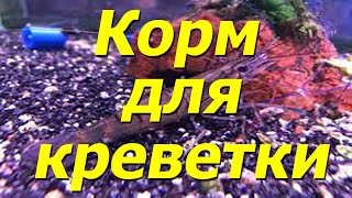 Готуємо корм для Креветки Макробрахіум Розенберга та Аккр